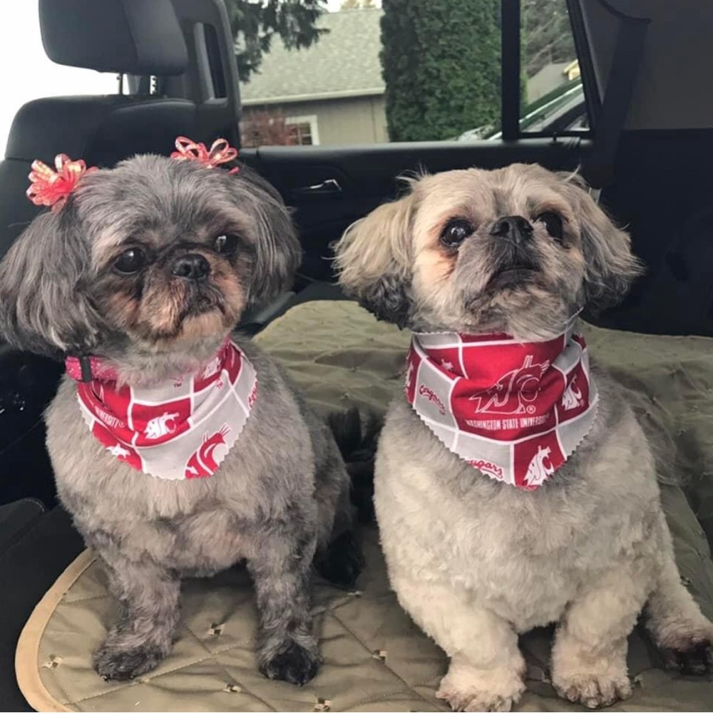 Dog or Cat Scarves S-M-L  WSU